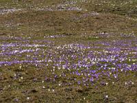Panorama Ausschnitt aus der Krokuswiese